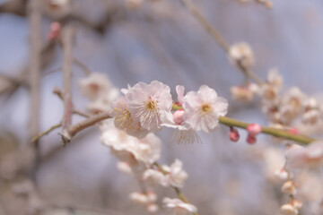 梅の花