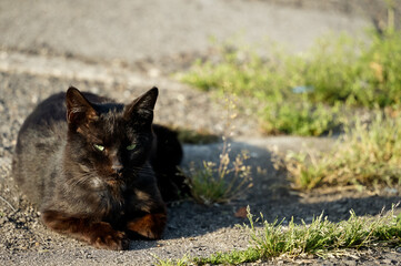 Obraz premium 猫