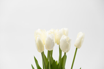 Colorful tulips in a field on a white background