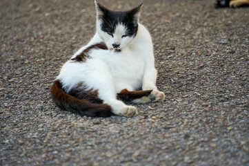 猫