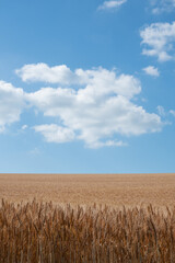 黄金色の麦畑と青空
