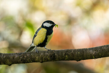 Kohlmeise mit Futter