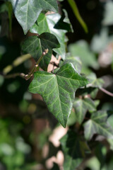 Common ivy