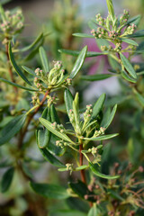 Red sheep laurel