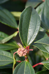 Davids viburnum