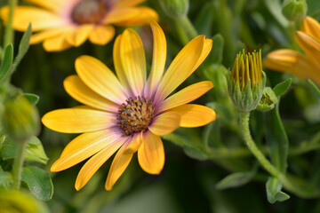 African daisy