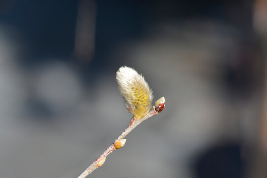 Kilmarnock Willow