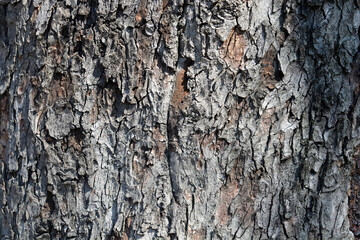 Common horse chestnut