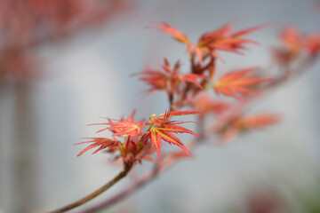 Japanese Maple Wilsons Pink Dwarf