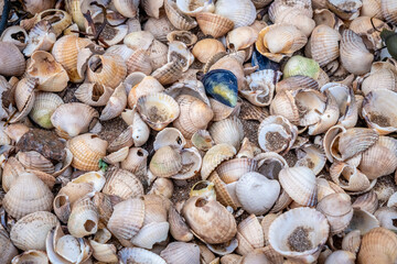 Close up of colourful old shells on a beach of various shapes and sizes