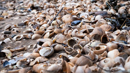 Close up of colourful old shells on a beach of various shapes and sizes