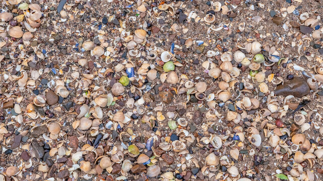 Close up of colourful old shells on a beach of various shapes and sizes