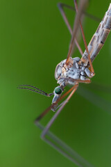 Close-up, big mosquito bug. In nature on the background of nature