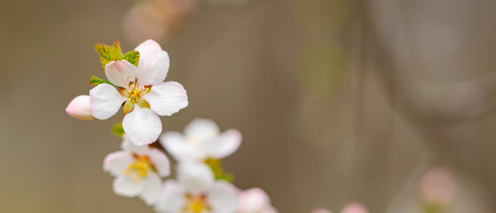 Spring cherry blossoms in the garden. Branches of cherry blossoms on a blurred background. Copy space