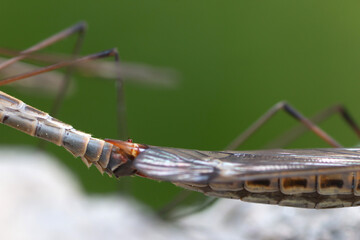 Close-up, big mosquito bug. In nature on the background of nature