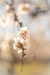 almond flower close-up. Taken on a sunny spring day.