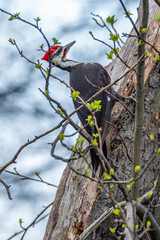 Pileated woodpecker climbing bare tree in spring