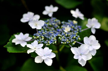 hydrangea