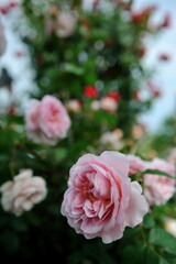 pinkrose
