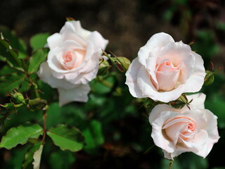 pinkrose
