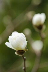 Obraz premium Magnolia flower on a branch. Blooming magnolia on a blurred background. Close-up