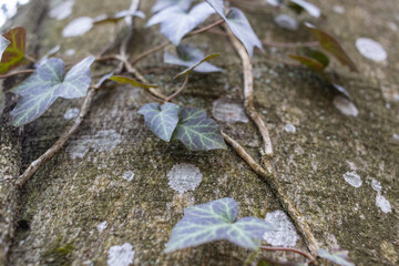 Ivy, Hedera helix or European ivy climbing on bark of a tree. Close up