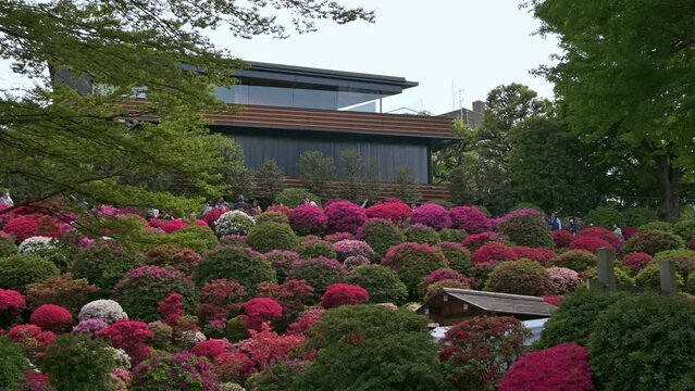 東京都文京区根津に咲く満開のツヅジ