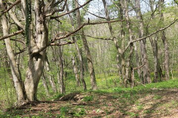 Beech forest in spring in Bulgaria
