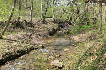 Batova River (Bulgaria) in the spring forest