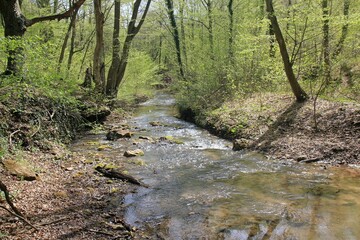 Batova River (Bulgaria) in the spring forest