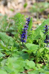 Blue Ajuga reptans flowers in the forest in spring