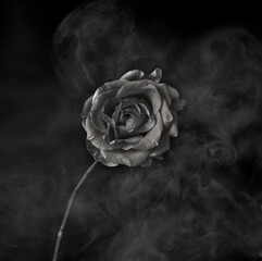 Black and white rose in the smoke