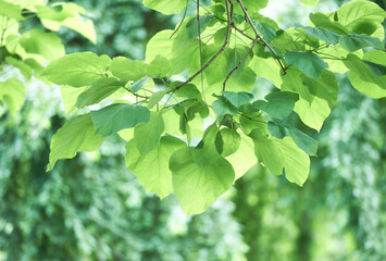 Green leaves background. Selective and soft focus. Copy space.