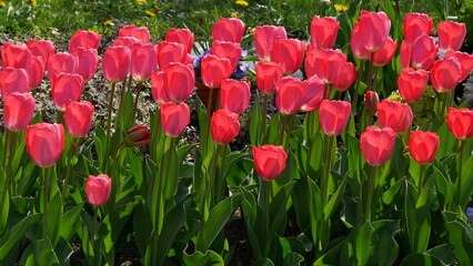 strahlend rot leuchtende Tulpen
