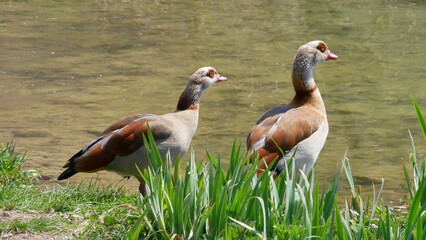 zwei Nilgänse am Schilfufer