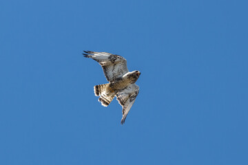 Rough-legged Buzzard bird are flying and screaming