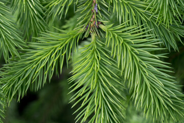 green pine needles on a tree branch close up