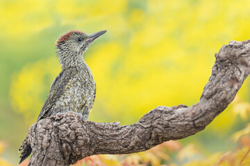 Waiting mom, young woodpecker in spring season (Picus virdis)
