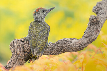 Fine art portrait of Green spotted woodpecker (Picus virdis)