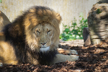 A large lion is standing inside a zoo enclosure, exhibiting its powerful and regal presence.