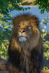 Naklejka na ściany i meble A massive lion standing confidently next to a sturdy tree in the savanna.