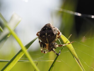 Eine Kreuzspinne wartet im Netz
