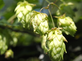 Fototapeta premium Hopfendolden am Strauch