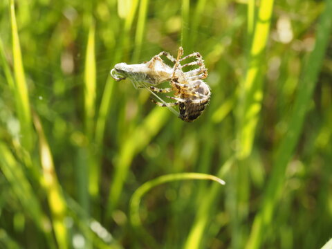 Eine Spinne webt einen Grash&uuml;per ein