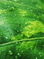 plants and variegated leafe with rain drop macro drop on color background