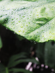plants and variegated leafe with rain drop macro drop on color background