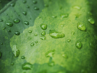 plants and variegated leafe with rain drop macro drop on color background