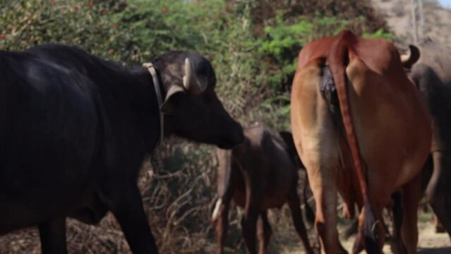 herd of cows in the field and Indian buffalo in gir national park, India. Water Buffalo or Cute Indian Gir cow with buffalo walking on country road outdoor in the nature. Dairy Cattle roaming around O