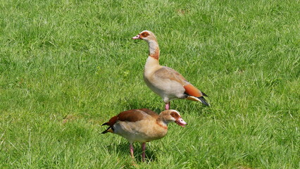 Zwei Nilgänse im Gras