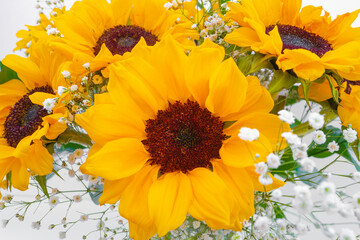 Yellow sunflower heads and white flowers close-up on the white background